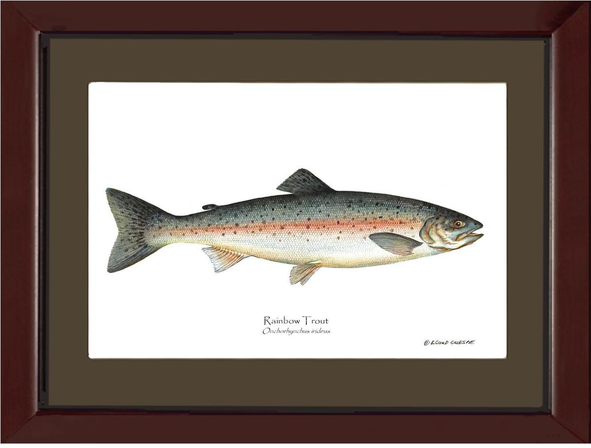 Rainbow Trout Onchorhynchus irideus | Wall Art Fish Print | Wall Art Fish Print