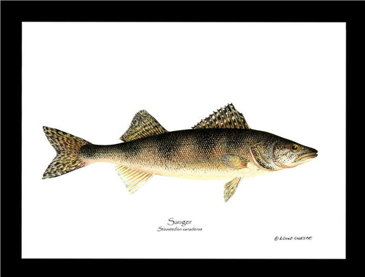 Sauger Stizostedion canadense | Wall Art Fish Print