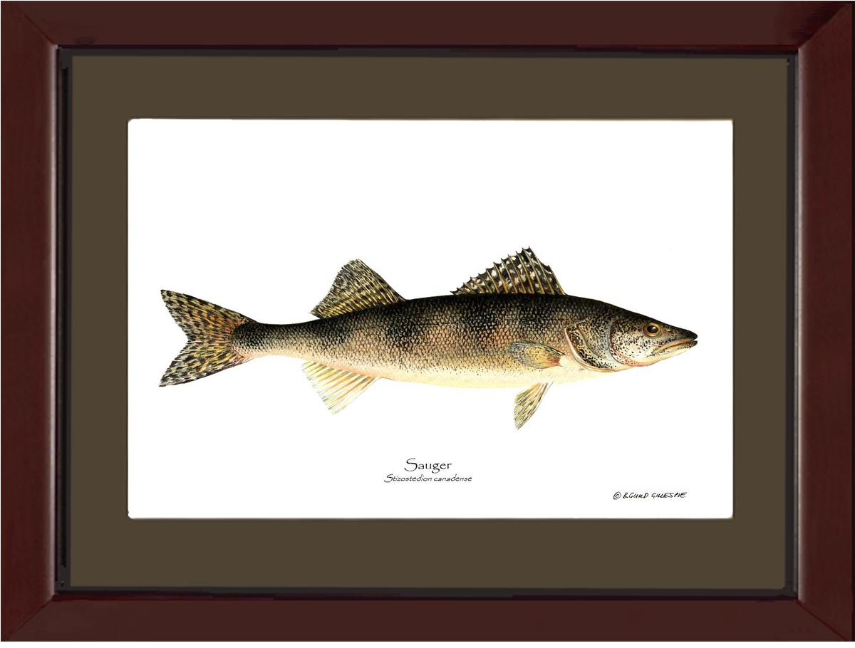 Sauger Stizostedion canadense | Wall Art Fish Print