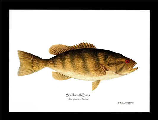 Smallmouth Bass Micropterus dolomieui | Wall Art Fish Print