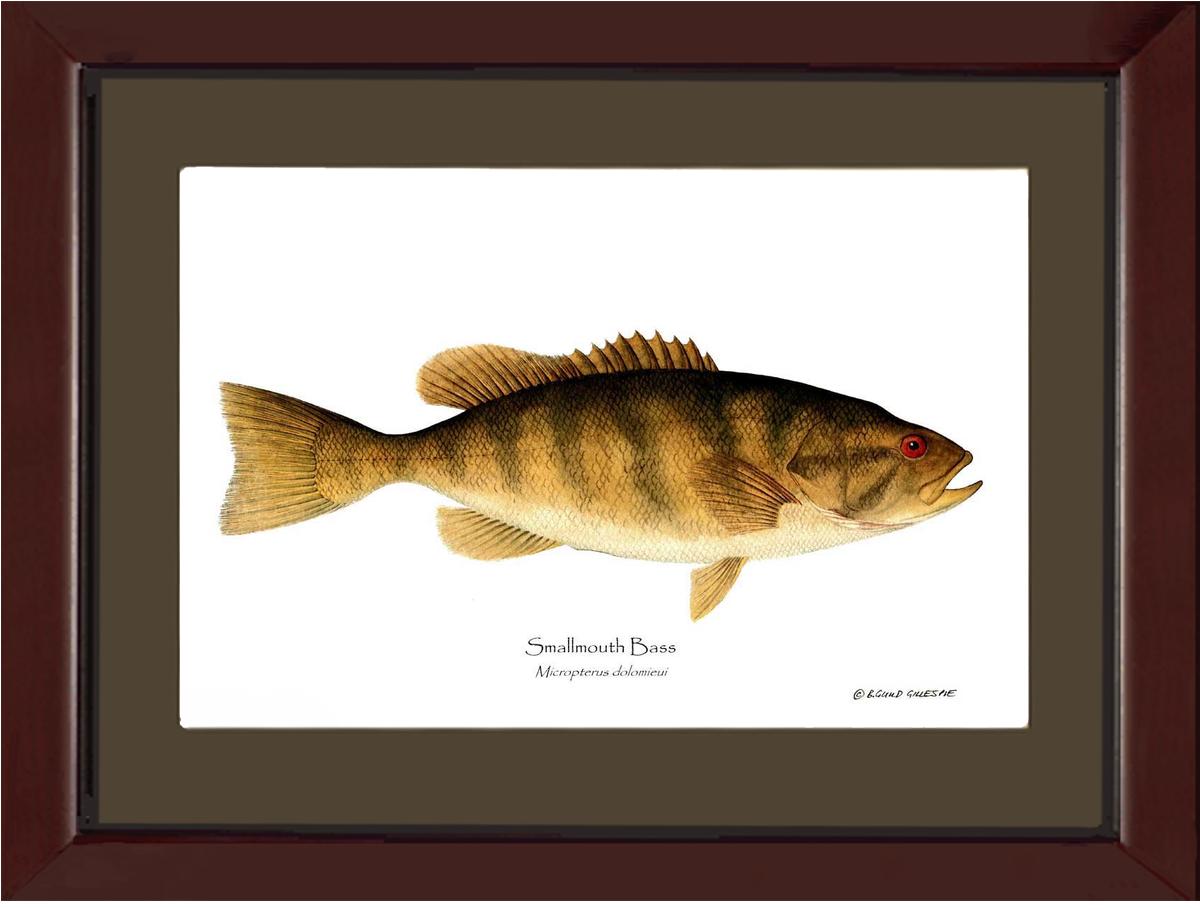 Smallmouth Bass Micropterus dolomieui | Wall Art Fish Print