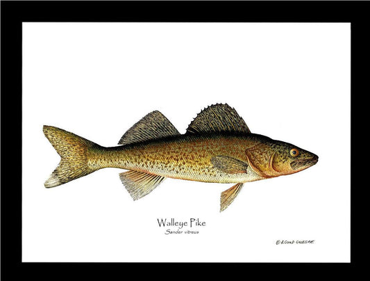 Walleye Pike Sander vitreus | Wall Art Fish Print