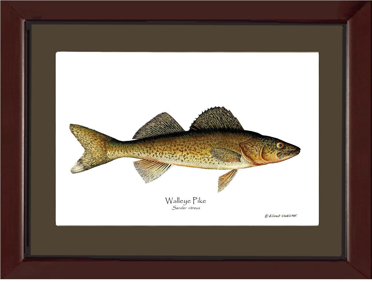 Walleye Pike Sander vitreus | Wall Art Fish Print
