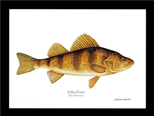 Yellow Perch Perca flavescens | Wall Art Fish Print
