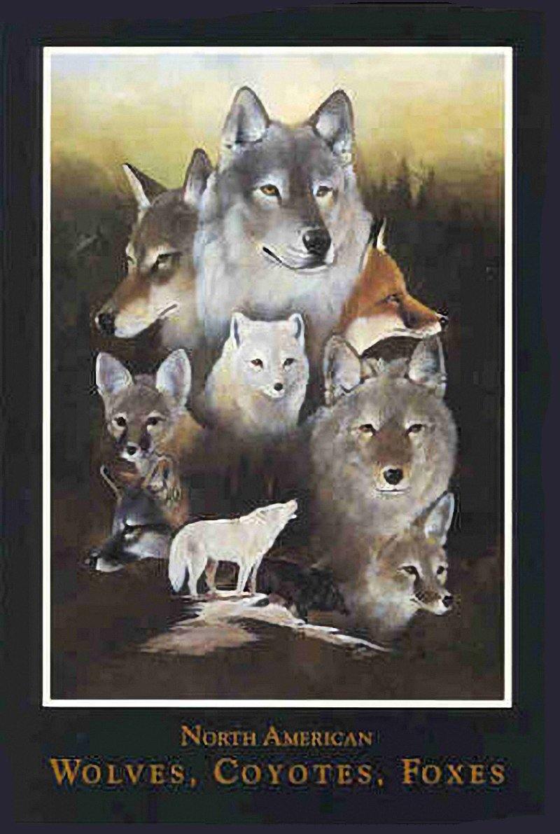 Wolves, Coyotes and Foxes Wildlife Art Poster – Charting Nature