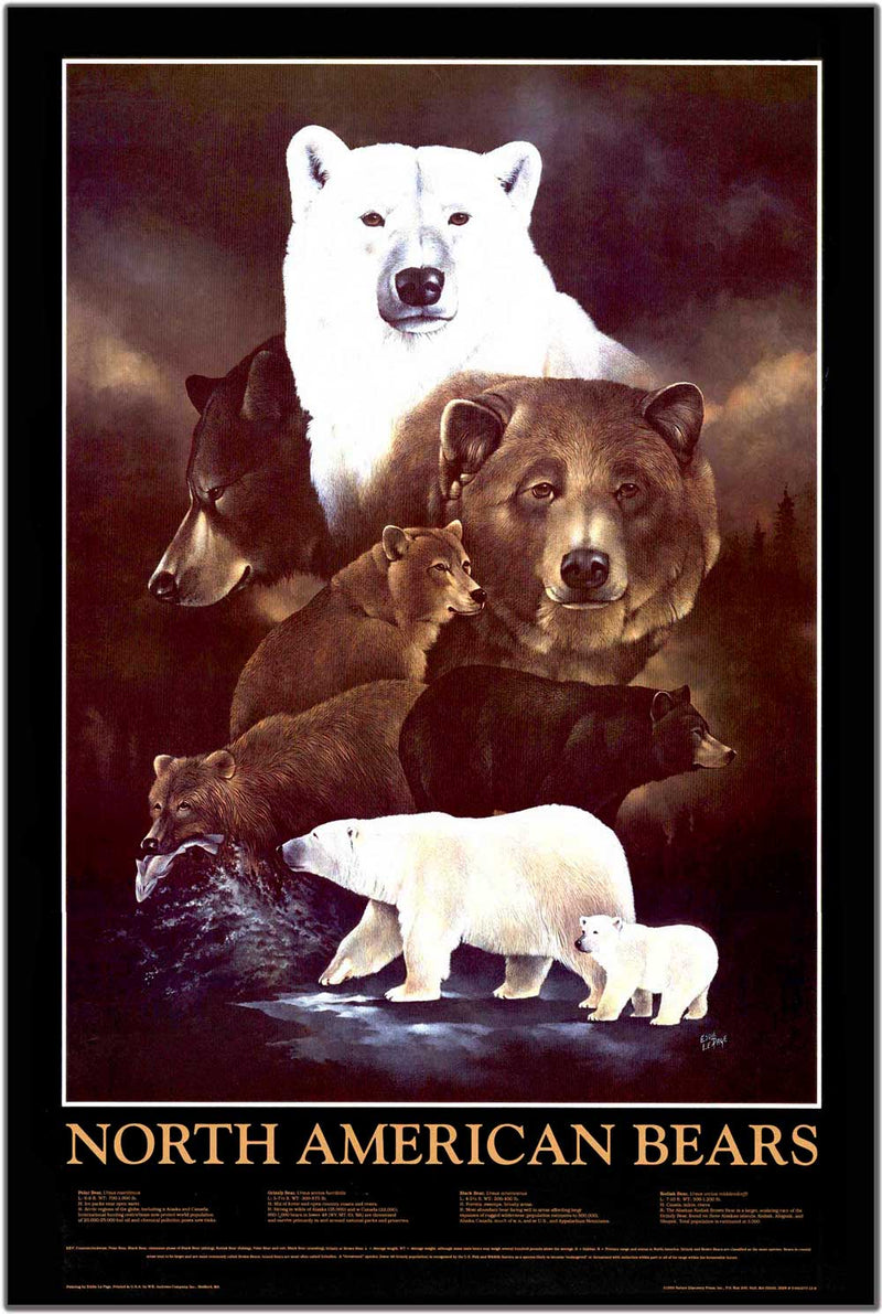 Bear Poster and Identification Chart Wildlife Art Poster - Cabin Art –  Charting Nature