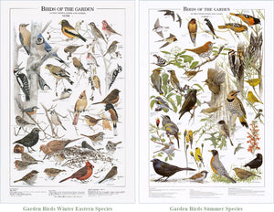 Backyard Garden Bird Mini Charts.  Eastern and Summer Species Identification Posters- Charting Nature