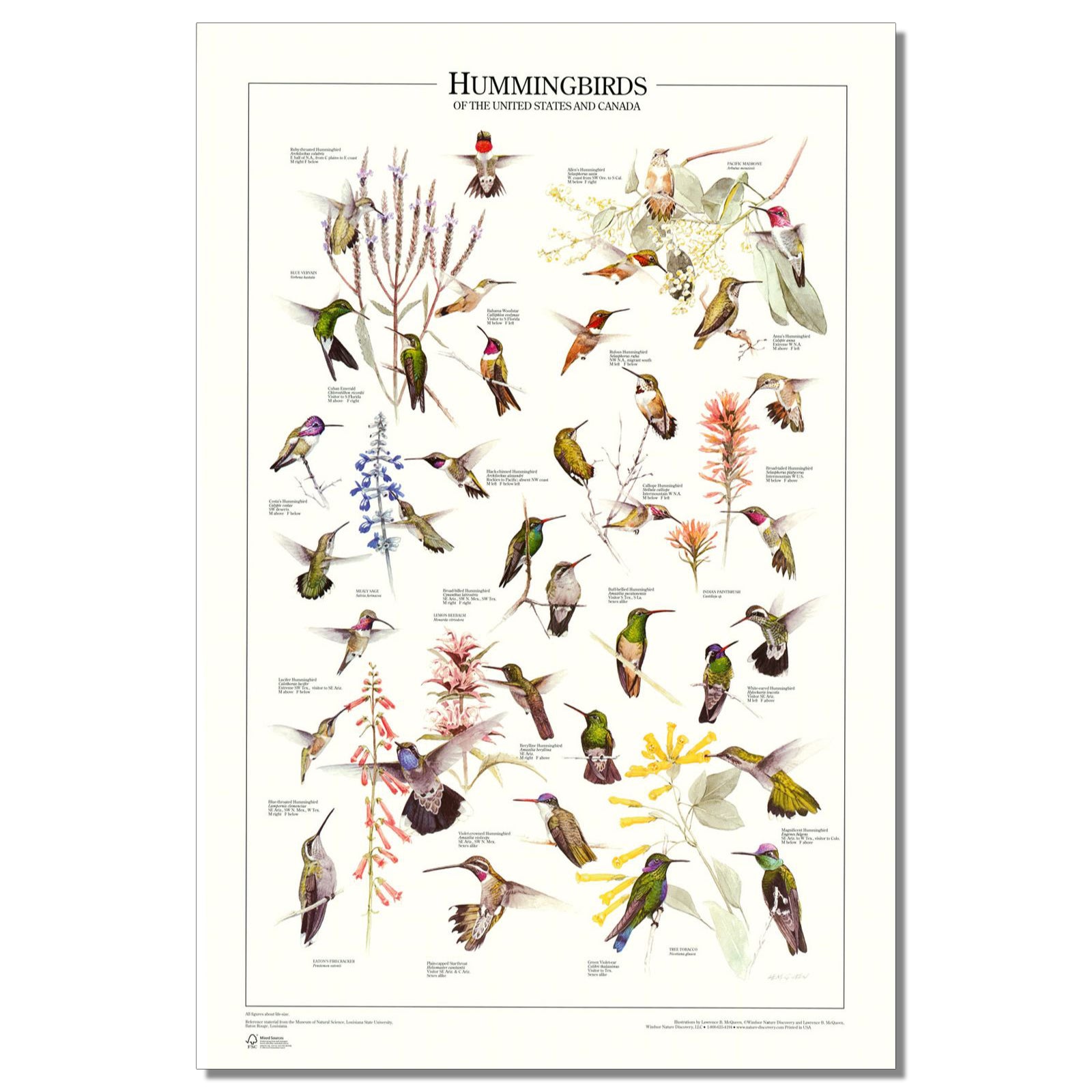 Hummingbird Poster. All US and Canadian Species Identification Chart –  Charting Nature