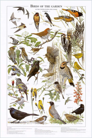 Backyard Garden Bird Easter Species Charts.  Species Identification Poster - Charting Nature