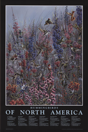 Hummingbird Art Poster