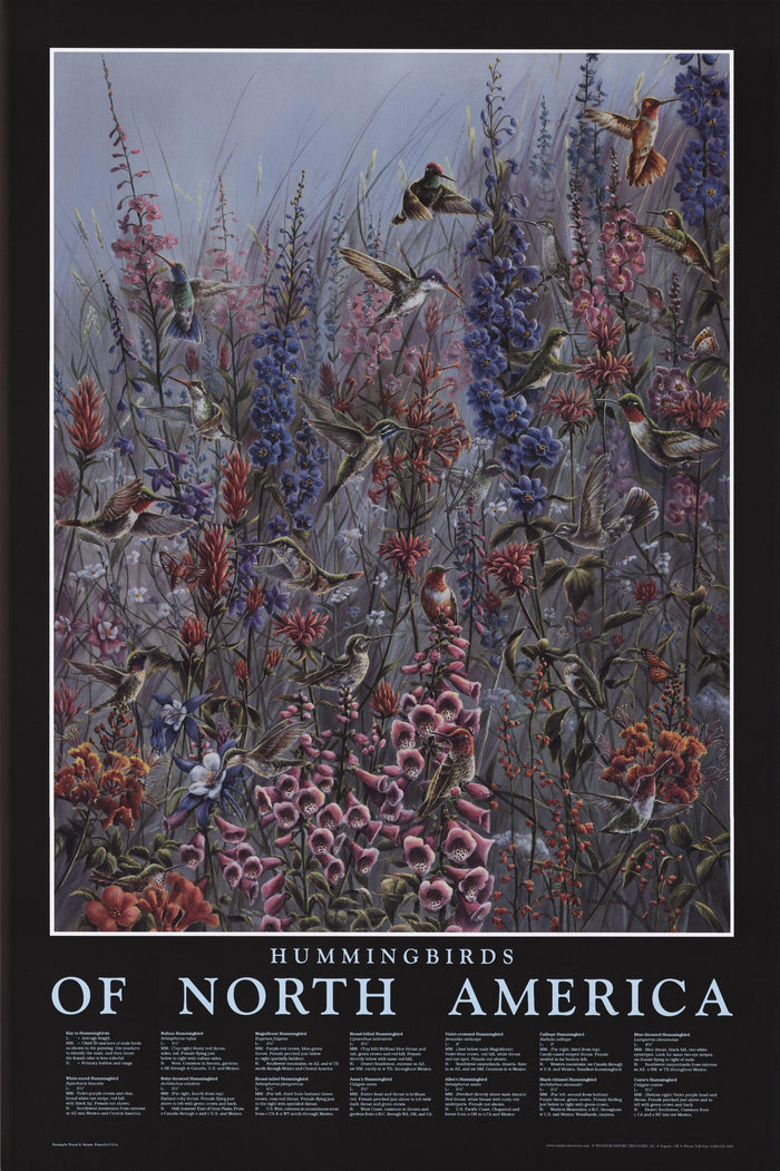 North American Hummingbird Poster