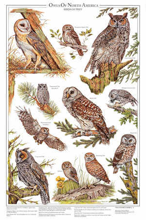 Owls of North America Poster/Identification Chart Vol 1 - Charting Nature