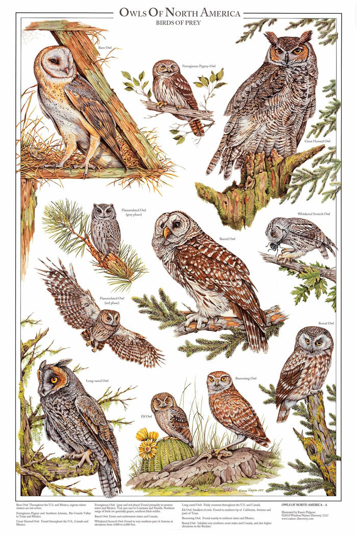 Owls of North America Poster/Identification Chart Vol 1