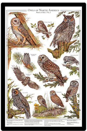 Owls Posters and Identification Charts Of North America Wall Art Print Set