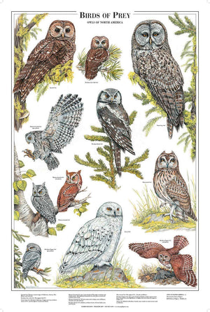 Owls of North America Poster/Identification Chart Vol 2 - Charting Nature