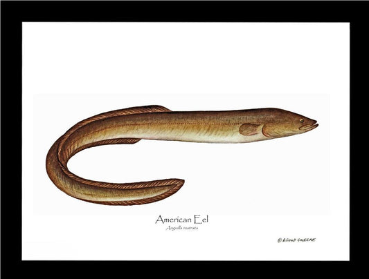 Fish Print: Eel, American Anguilla rostrata | Wall Art Fish Print