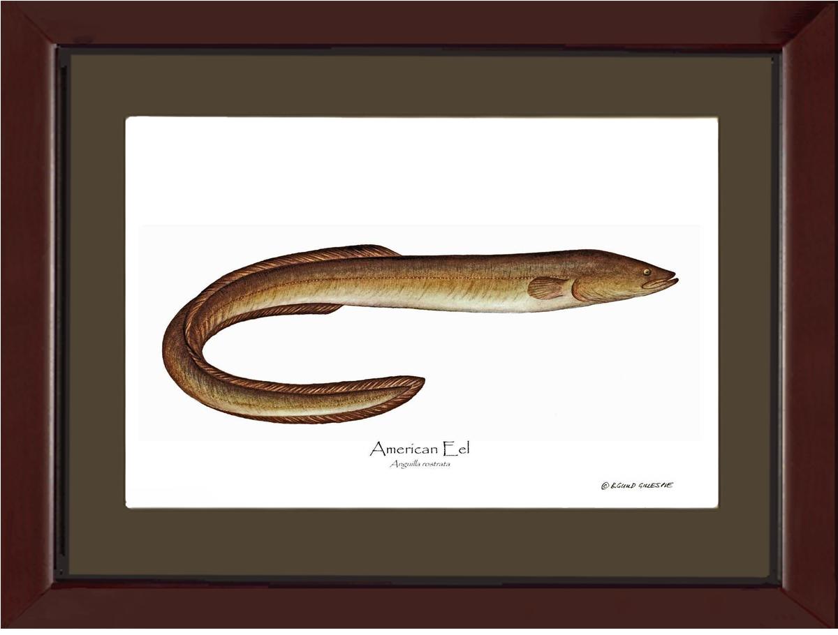 Fish Print: Eel, American Anguilla rostrata | Wall Art Fish Print
