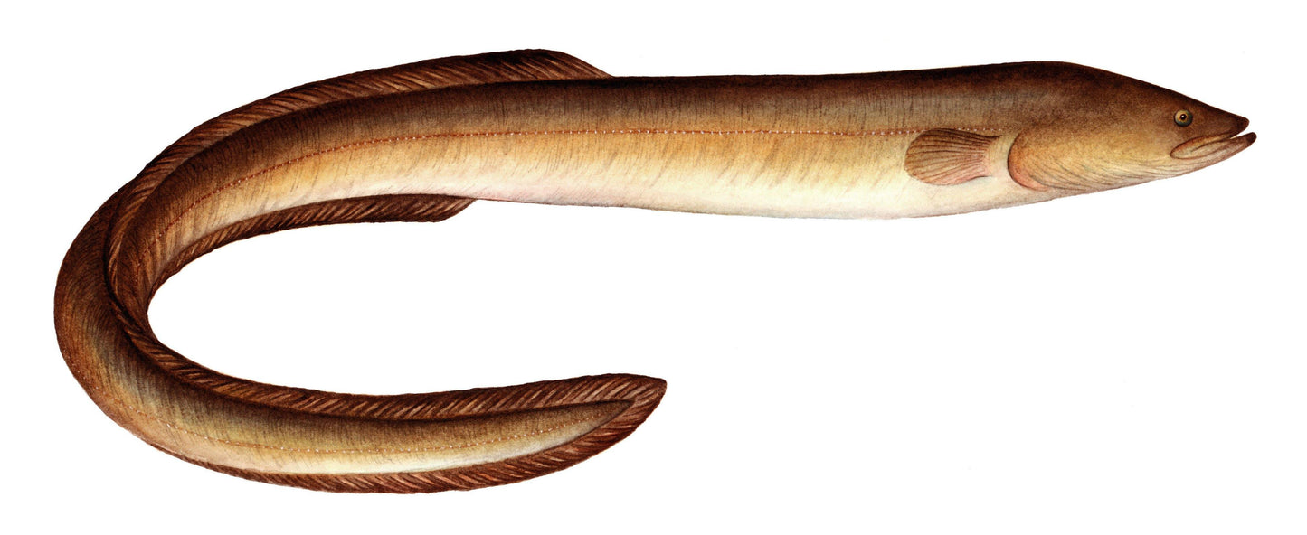 American Eel Image - Charting Nature