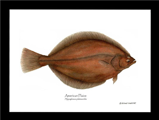 Fish Print: Plaice, American Plaice, American - Hippog | Wall Art Fish Print