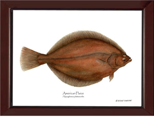 Fish Print: Plaice, American Plaice, American - Hippog