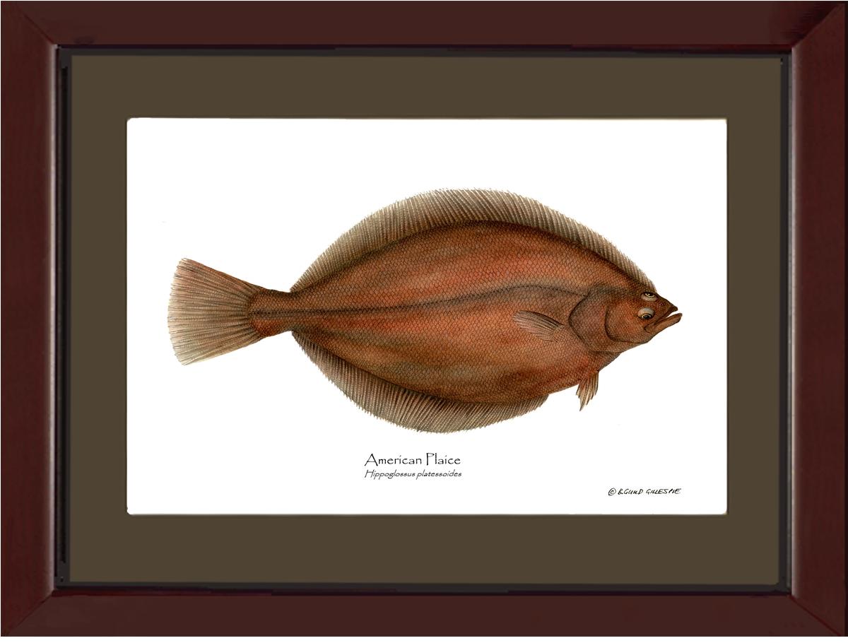 Fish Print: Plaice, American Plaice, American - Hippog | Wall Art Fish Print