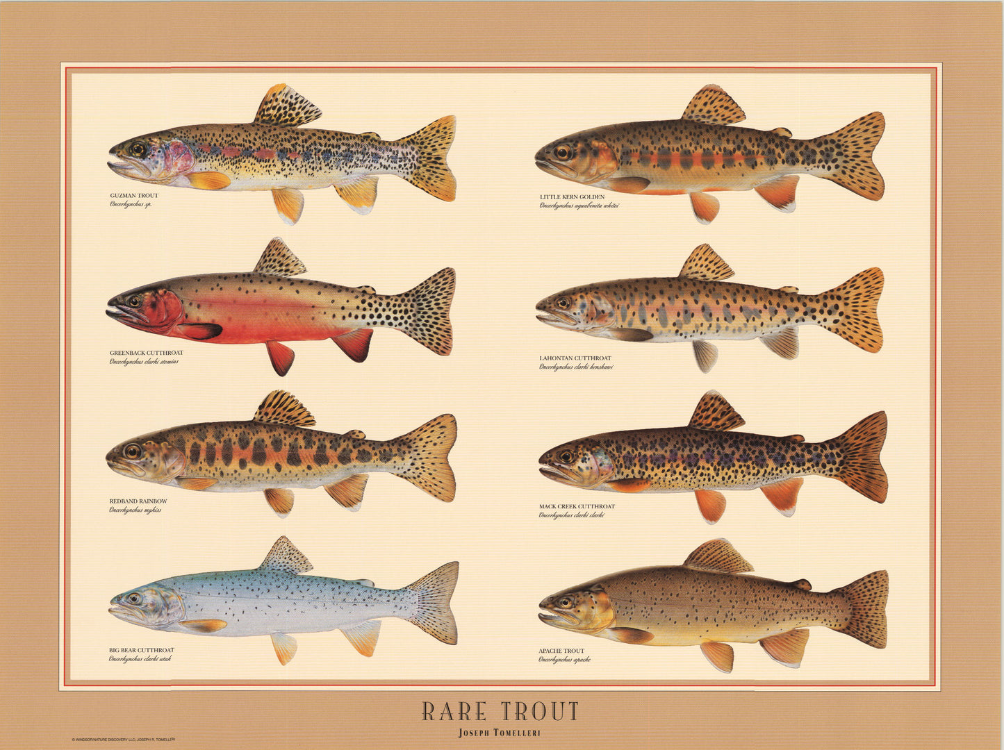 Tomelleri's Rare Trout Poster Art Print