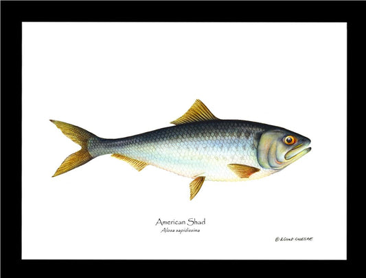 Shad Alosa sapidissima | Wall Art Fish Print
