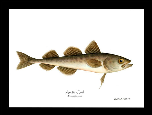Fish Print: Cod, Arctic Cod, Arctic - Boreogadus | Wall Art Fish Print