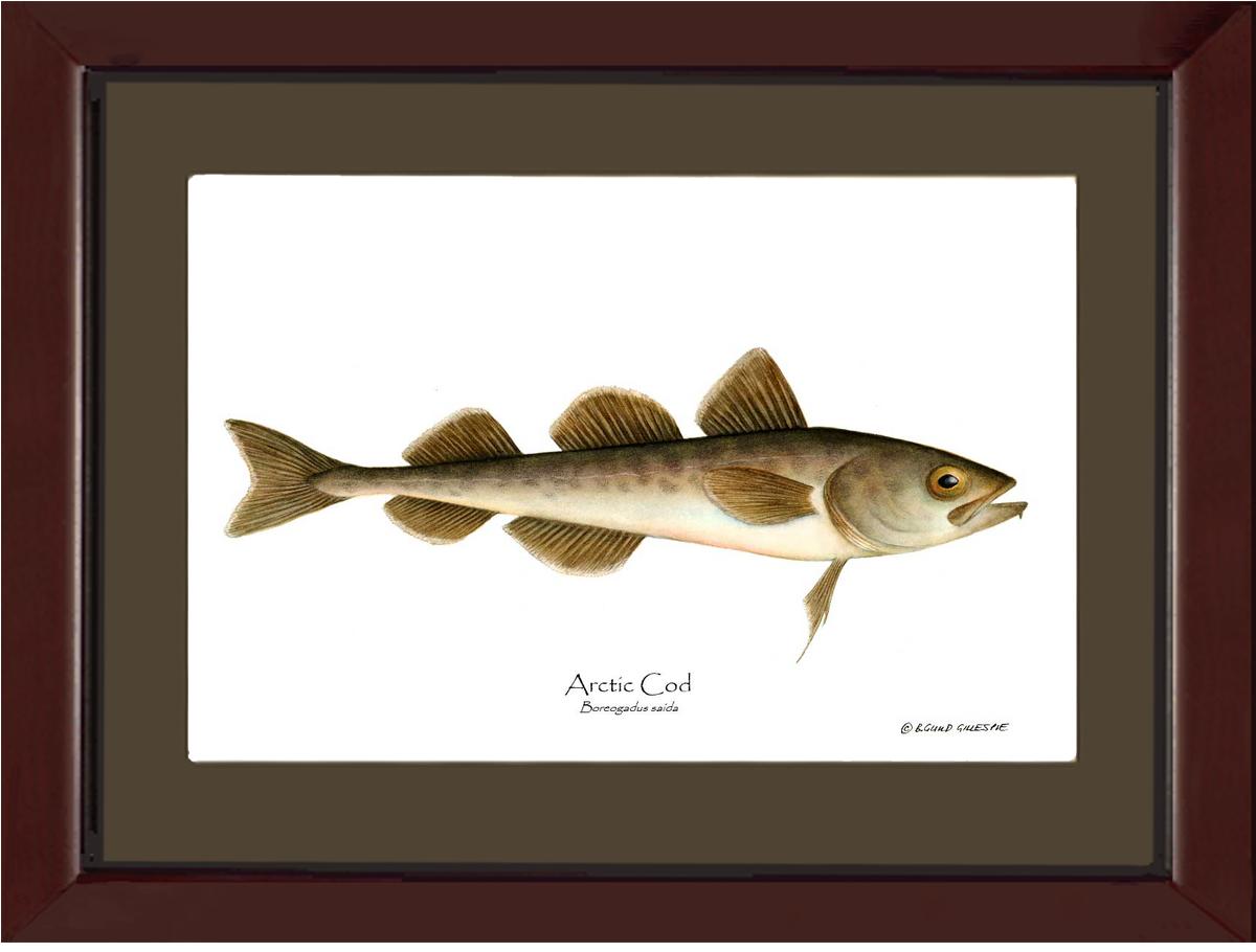 Fish Print: Cod, Arctic Cod, Arctic - Boreogadus | Wall Art Fish Print
