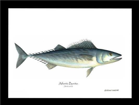 Fish Print: Bonito, Atlantic Sarda sarda | Wall Art Fish Print