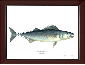 Fish Print: Bonito, Atlantic Sarda sarda