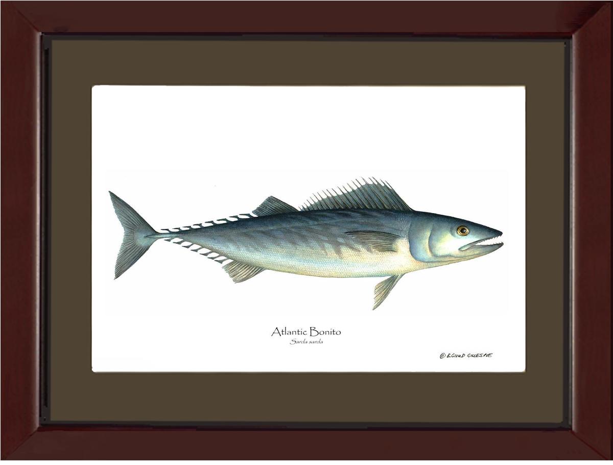 Fish Print: Bonito, Atlantic Sarda sarda | Wall Art Fish Print