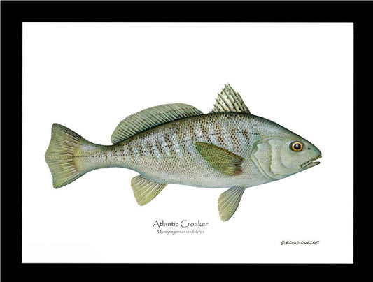 Fish Print: Croaker, Atlantic Micropogonias undulates | Wall Art Fish Print