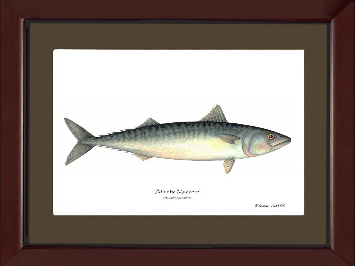 Fish Print: Mackerel, Atlantic Scomber scombrus | Wall Art Fish Print