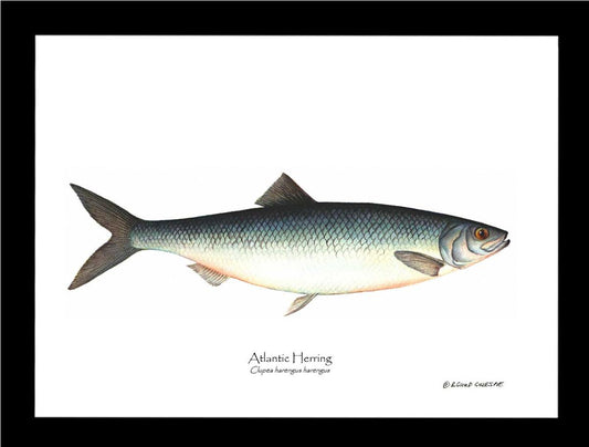 Fish Print: Herring, Atlantic Clupea harengus harengus | Wall Art Fish Print