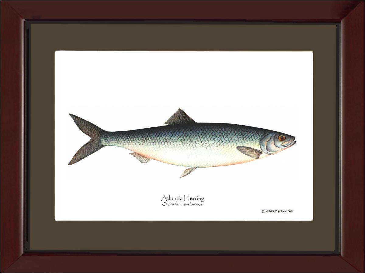 Fish Print: Herring, Atlantic Clupea harengus harengus | Wall Art Fish Print