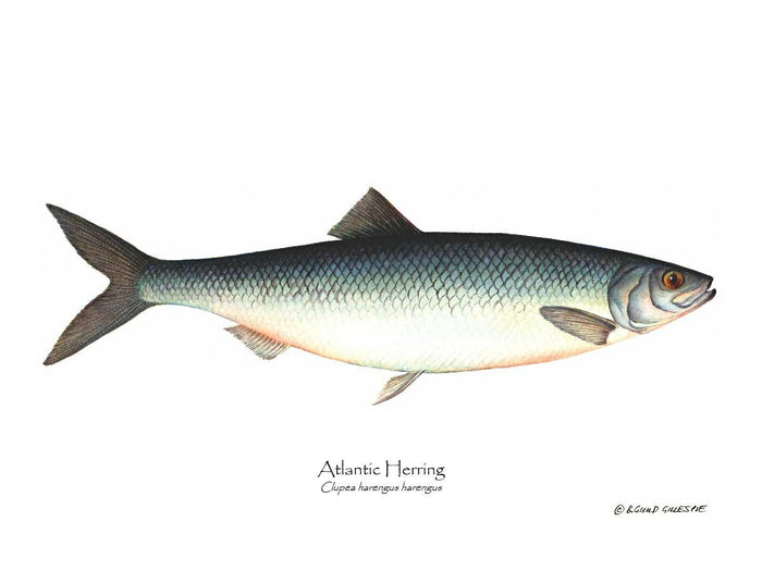 Fish Print: Herring, Atlantic Clupea harengus harengus
