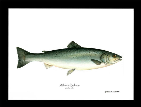 Fish Print: Salmon, Atlantic Salmo salar | Wall Art Fish Print