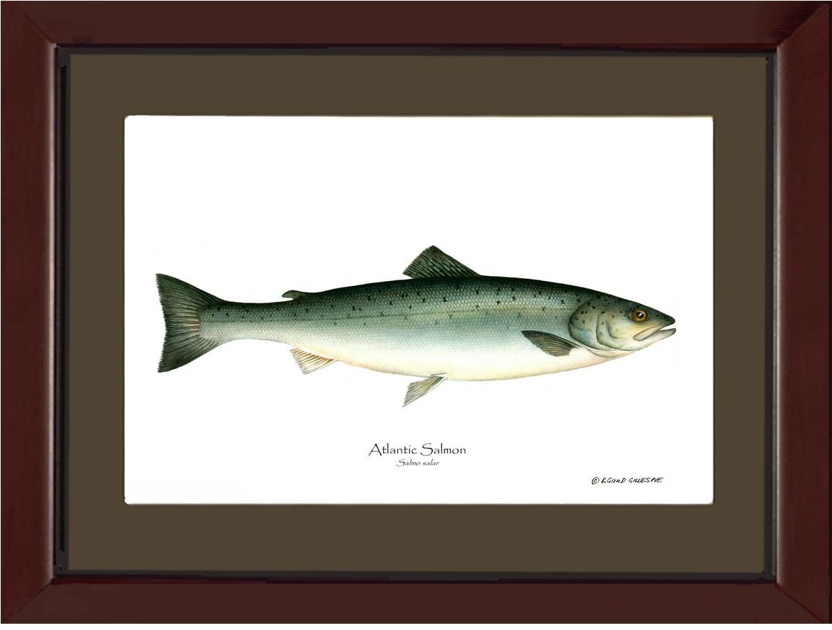 Fish Print: Salmon, Atlantic Salmo salar | Wall Art Fish Print