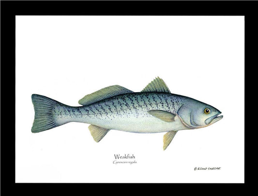 Weakfish Cynoscion rega | Wall Art Fish Print