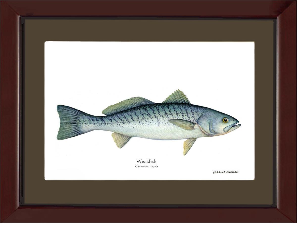 Weakfish Cynoscion rega | Wall Art Fish Print