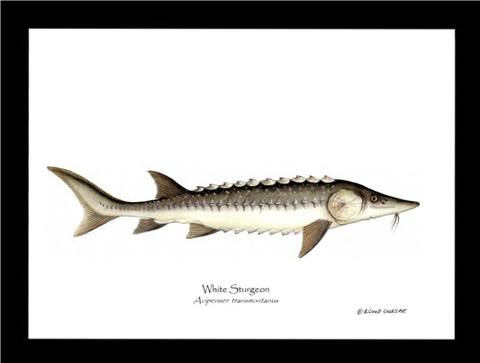 White Sturgeon Acipenser transmontanus | Wall Art Fish Print