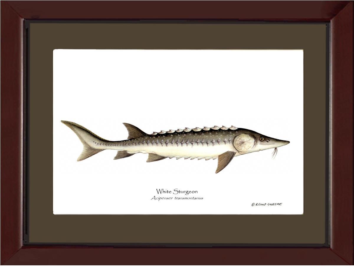 White Sturgeon Acipenser transmontanus | Wall Art Fish Print