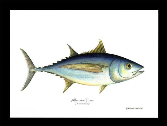 Albacore Tuna - Thunnus alalunga - Charting Nature