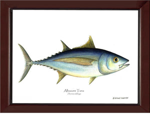 Albacore Tuna - Thunnus alalunga - Charting Nature