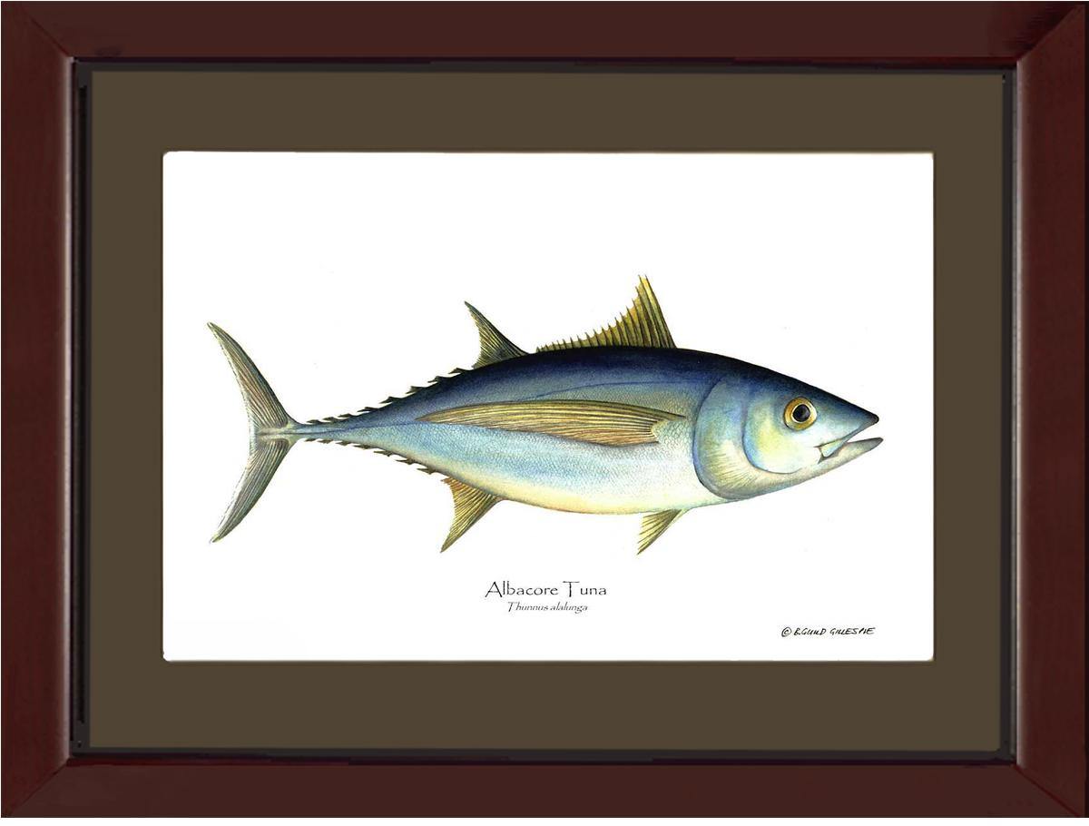 Albacore Tuna - Thunnus alalunga - Charting Nature
