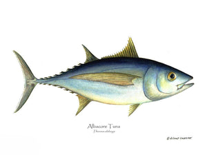 Fish Print: Atlantic tuna Thunnus alalunga