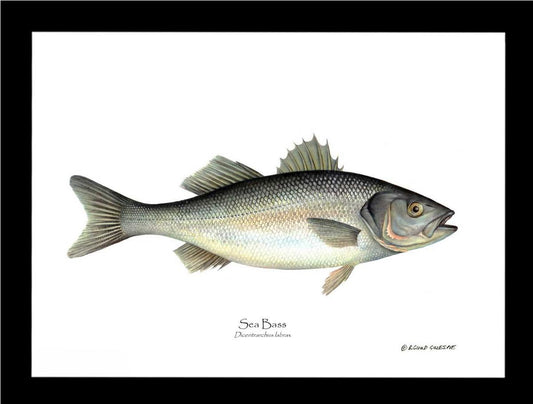 Sea Bass Dicentrarchus labrax | Wall Art Fish Print