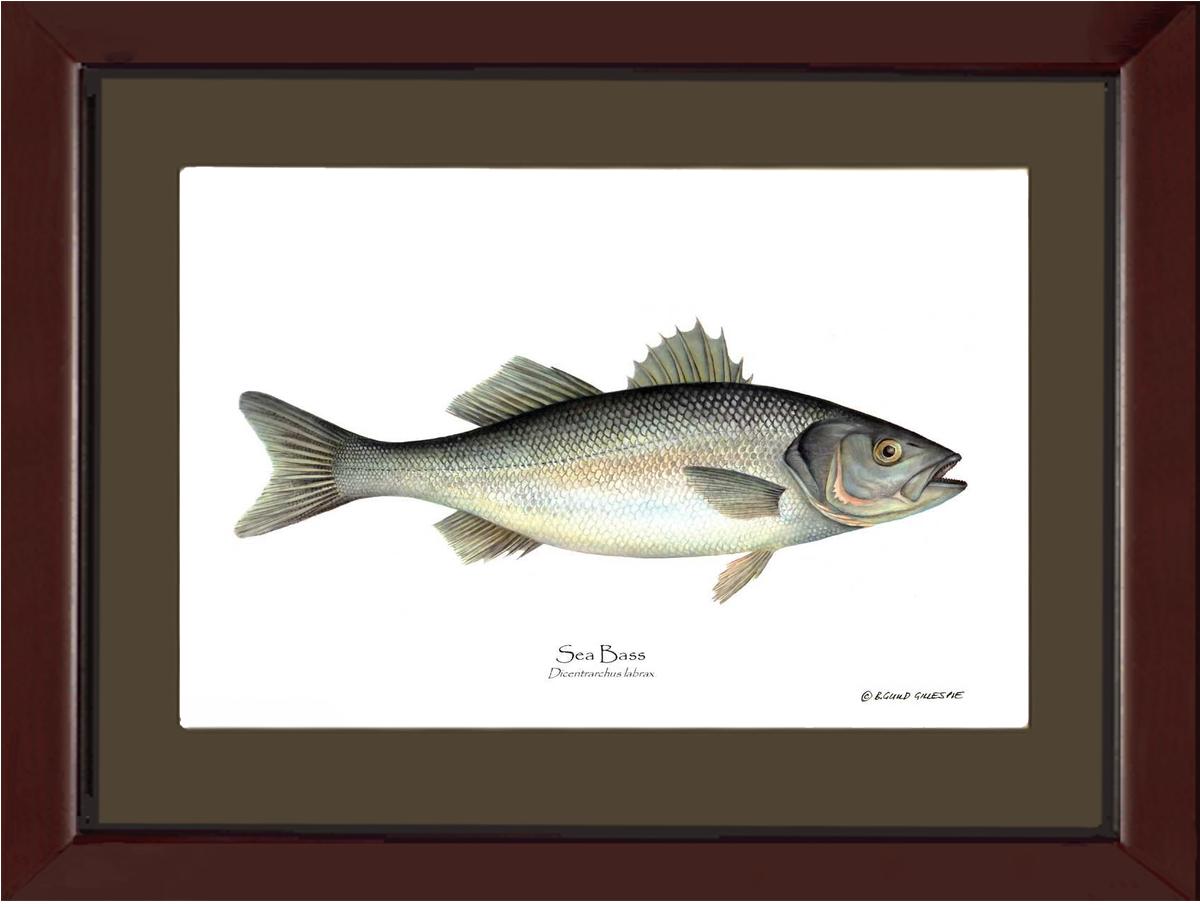 Sea Bass Dicentrarchus labrax | Wall Art Fish Print