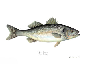 Fish Print: Sea Bass Dicentrarchus labrax